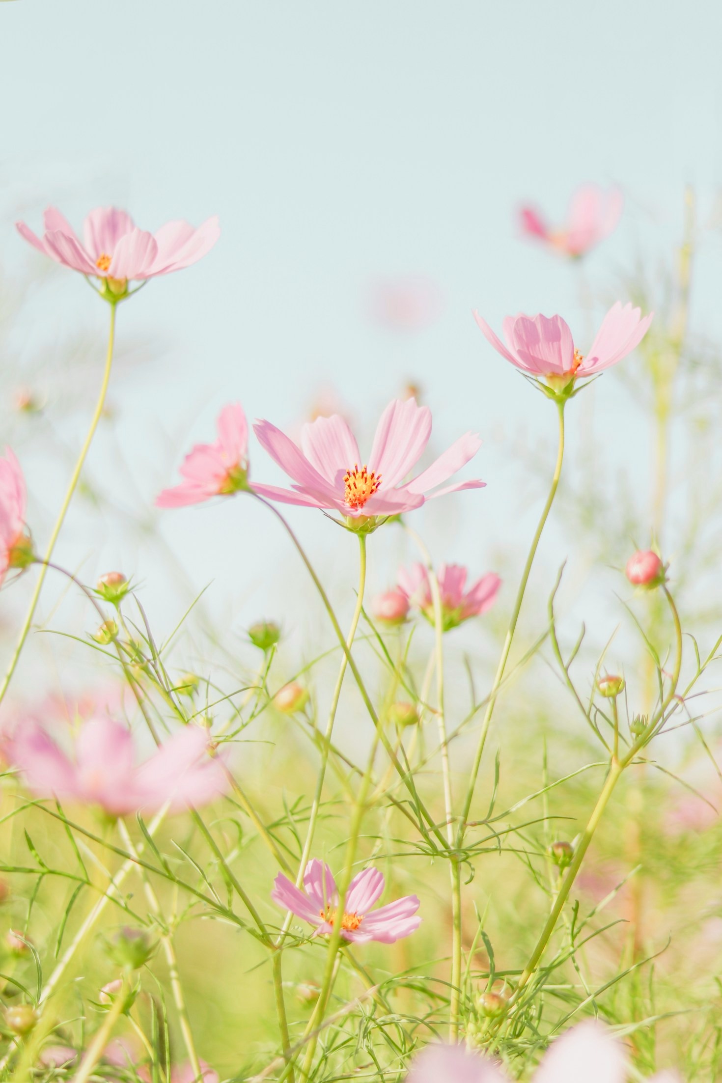 The Hidden Language of Romantic Roses