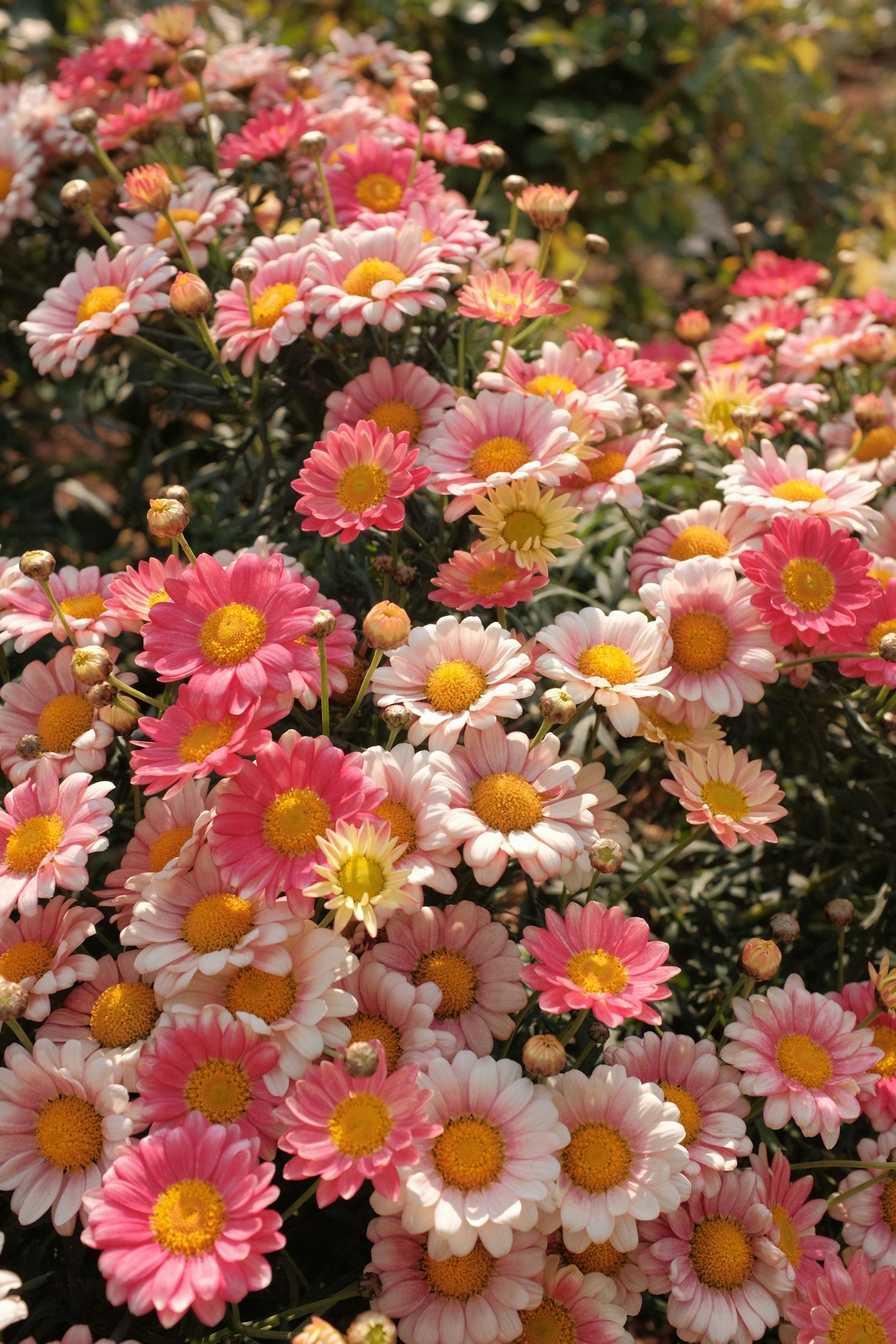 How to Keep Cut Flowers Fresh Longer