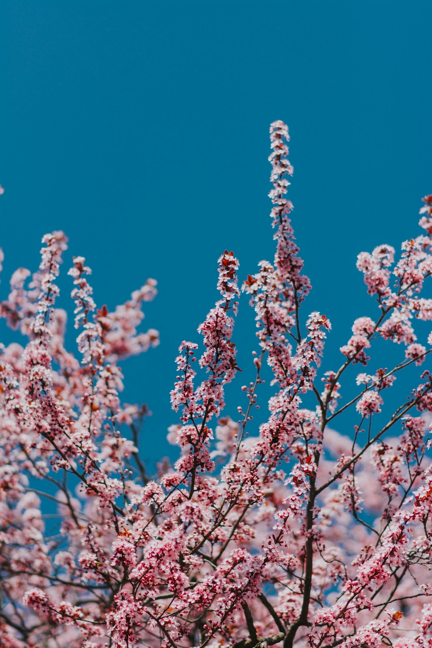 Five Exotic Blooms for Your Garden