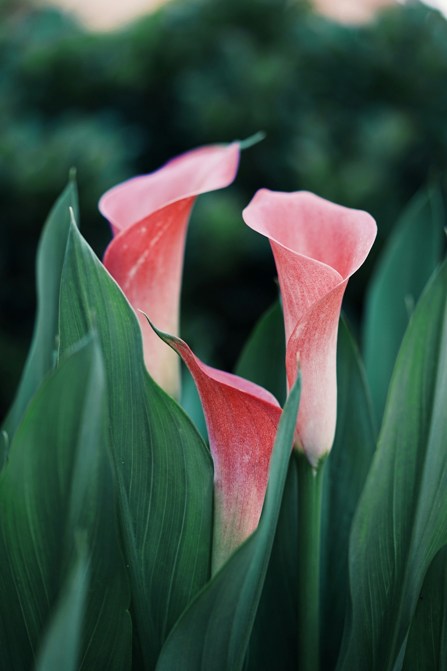 Understanding the Symbolism Behind Common Flowers